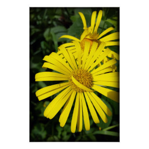 Póster pétalos rebeldes