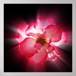 Póster pétalos rojos claros