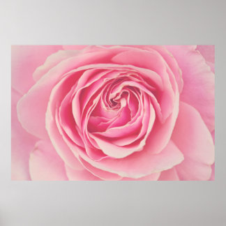Póster Pétalos rosa rosados