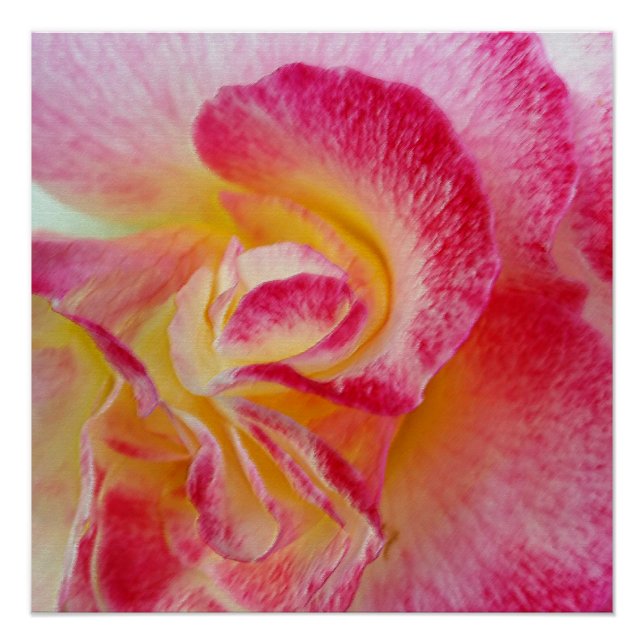 Póster pétalos rosados amarillos (Anverso)