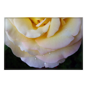 Póster Pétalos rosados amarillos