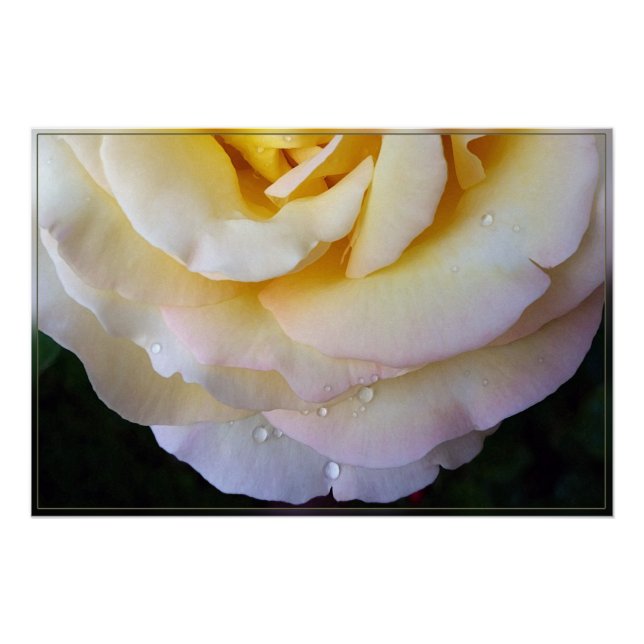 Póster Pétalos rosados amarillos (Anverso)