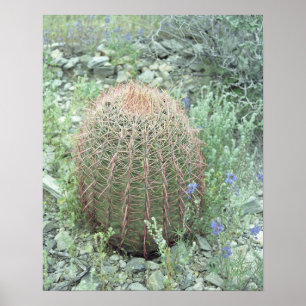Póster Pétalos rosados espesos Cactus Desert Art Print Po