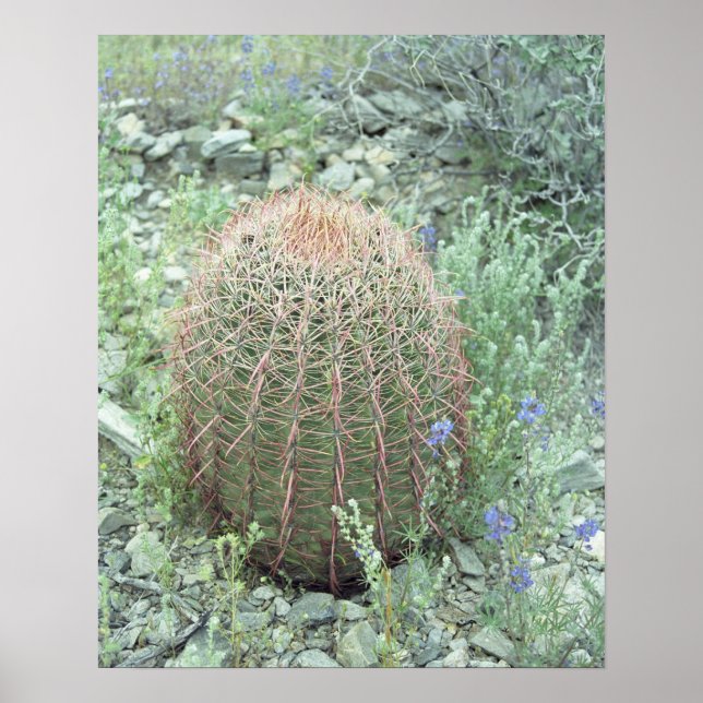 Póster Pétalos rosados espesos Cactus Desert Art Print Po (Frente)
