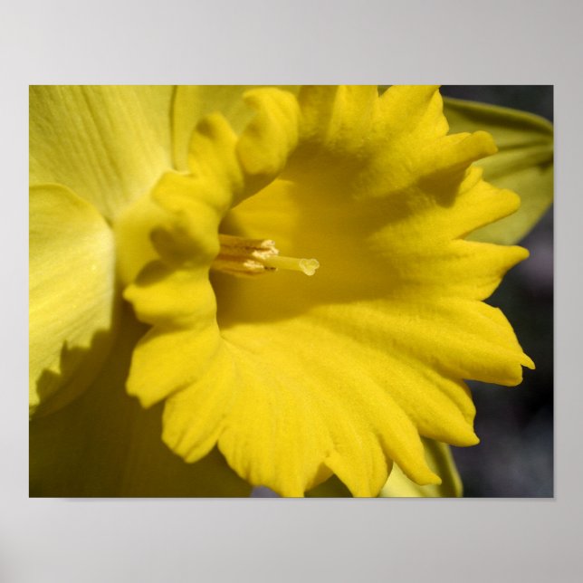 Póster Pétalos Y Centro De Flores De Daffodil Amarillo (Frente)