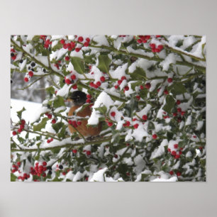 Póster petirrojo refugiándose en un árbol de acebo despué