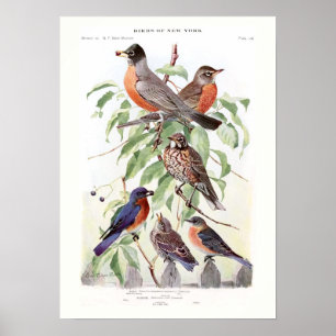 Póster Petirrojo y Bluebird