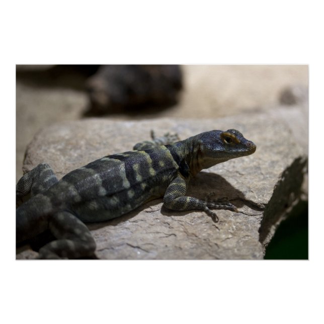 Póster Petrosaurus thalassinus (Anverso)