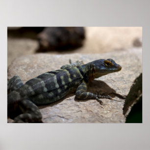 Póster Petrosaurus thalassinus