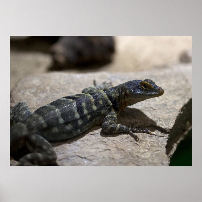 Póster Petrosaurus thalassinus (Frente)