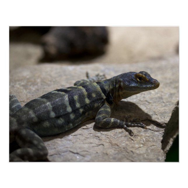 Póster Petrosaurus thalassinus (Anverso)