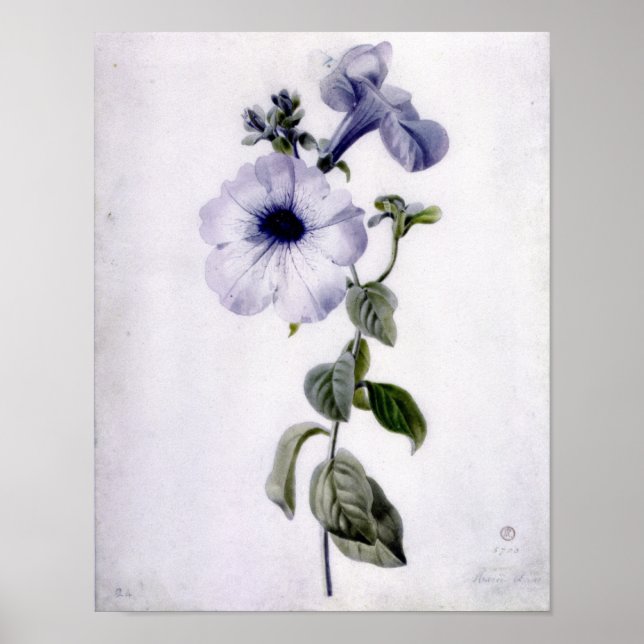Póster Petunia (Frente)