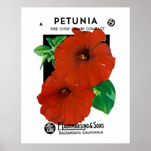 Póster Petunia