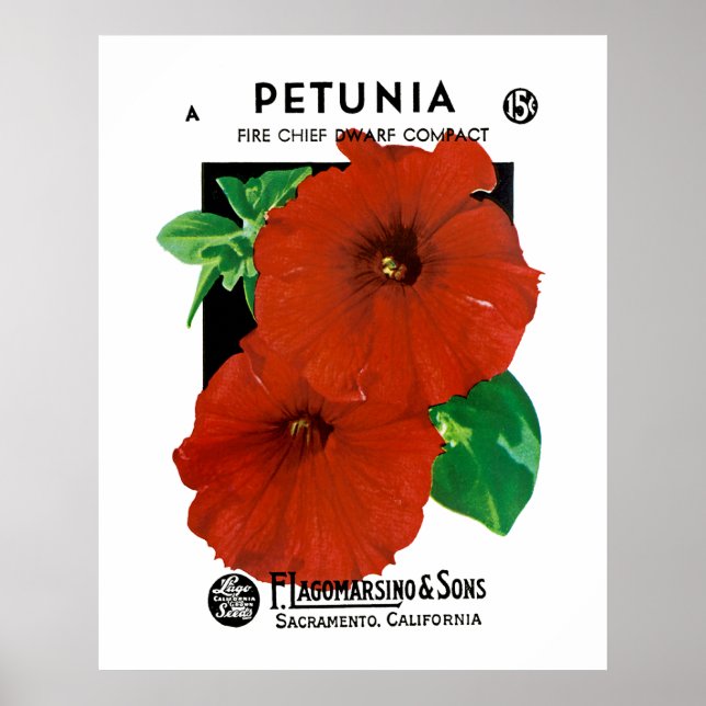 Póster Petunia (Frente)