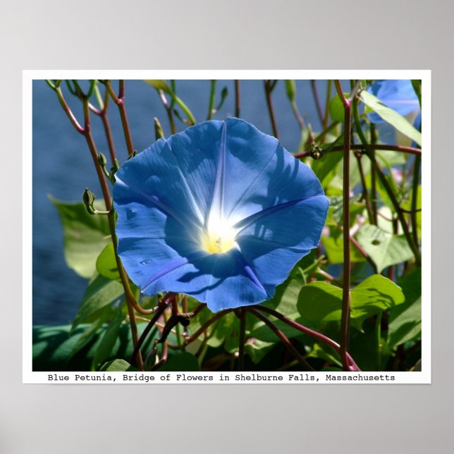 Póster Petunia azul en el puente de las flores, misa. (Frente)