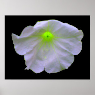 Póster Petunia Green Glow Poster