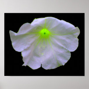 Póster Petunia Green Glow Poster