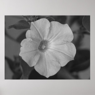 Póster Petunia púrpura bonita
