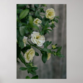 Póster Petunias Amarillas Vintage