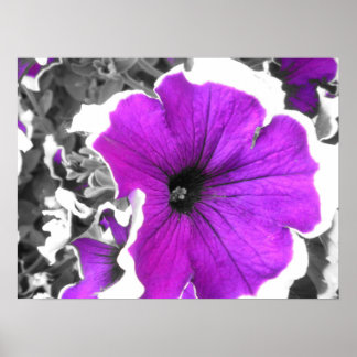 Póster Petunias negras y blancas de color púrpura