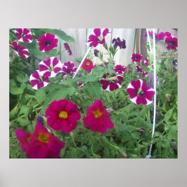 Póster Petunias rosadas (Frente)