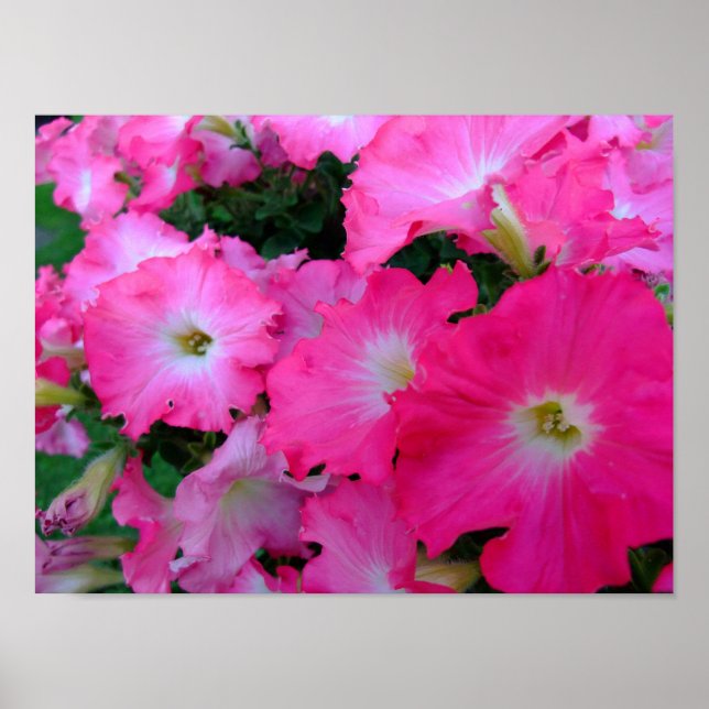 Póster Petunias rosadas (Frente)