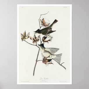 Póster Pewit Flycatcher por Audubon Poster