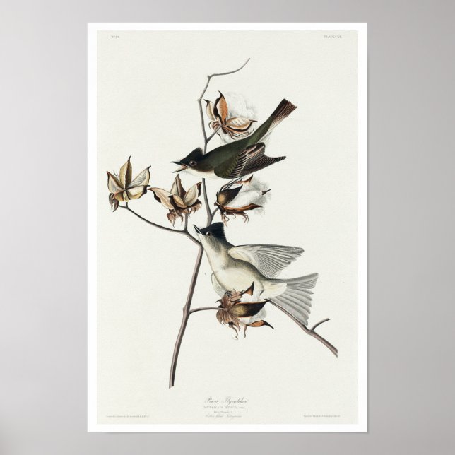 Póster Pewit Flycatcher por Audubon Poster (Frente)
