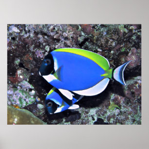 Póster Pewter Surgeonfish