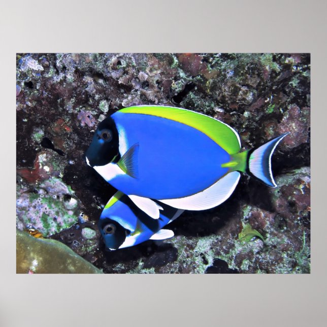 Póster Pewter Surgeonfish (Frente)