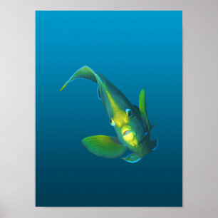 Póster Pez ángel - Elegancia sobre fondo azul gradiente