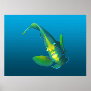 Póster Pez ángel - Elegancia sobre fondo azul gradiente