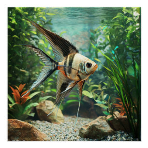 Póster Pez ángel nadando en acuario de agua dulce