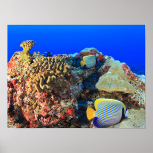 Póster Pez ángel real (Pygoplites diacanthus),