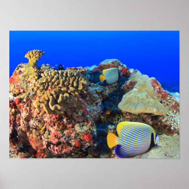 Póster Pez ángel real (Pygoplites diacanthus), (Frente)