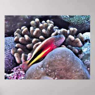 Póster Pez de halcón en el Coral
