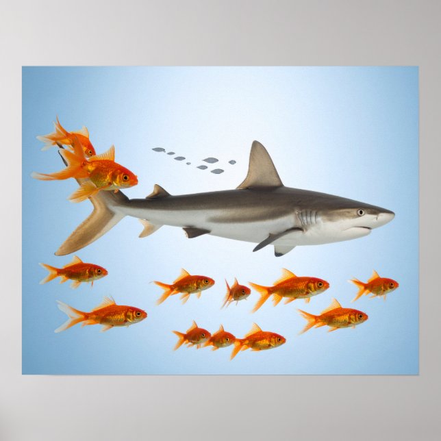 Póster “Pez Dorado Pequeño, Mucha Energía de Tiburón” (Frente)