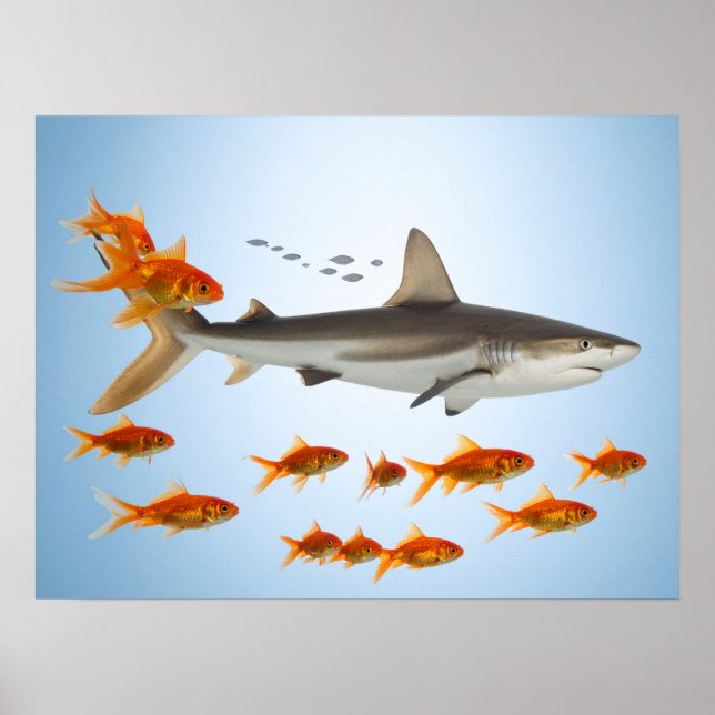 Póster Pez Dorado y Tiburón (Frente)
