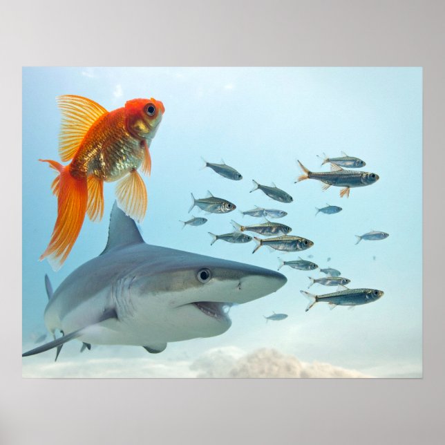 Póster Pez Dorado y Tiburón (Frente)