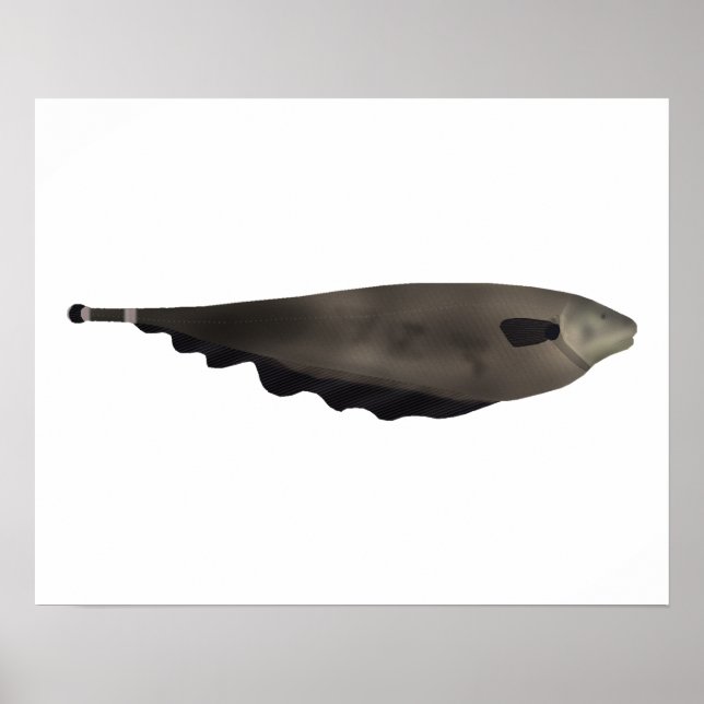 Póster Pez fantasma negro (Frente)