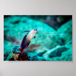Póster Pez fuego elegante