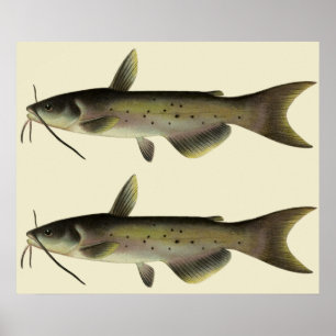 Póster Pez Gato Antiguo, Animal de la Vida Marina del Río