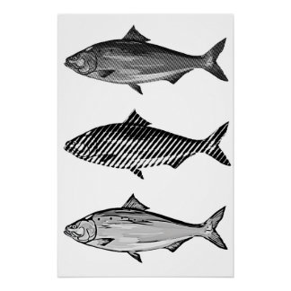 Póster Pez gráfico en blanco y negro