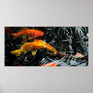 Póster Pez Koi Colorido   Chengdu