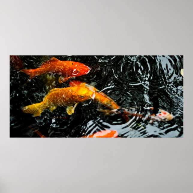 Póster Pez Koi Colorido | Chengdu (Frente)