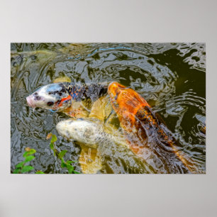 Póster pez koi en un estanque