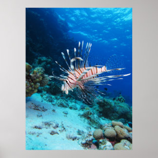 Póster Pez León o Pterois Miles, Pez del Arrecife Oceánic
