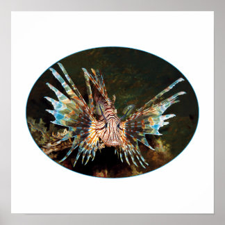 Póster Pez León Rojo, Raja Ampat - Diseño fotográfico |