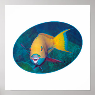Póster Pez loro Foto submarina - Diseño fotográfico |