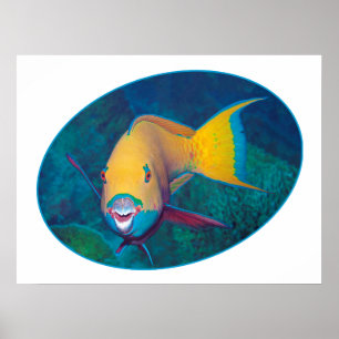 Póster Pez loro Foto submarina - Diseño fotográfico  